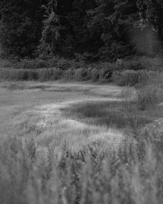 Nature's Brushstroke